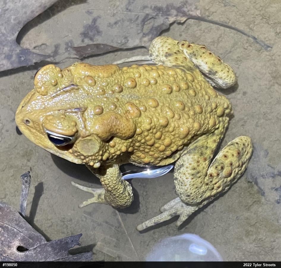 Eastern American Toad