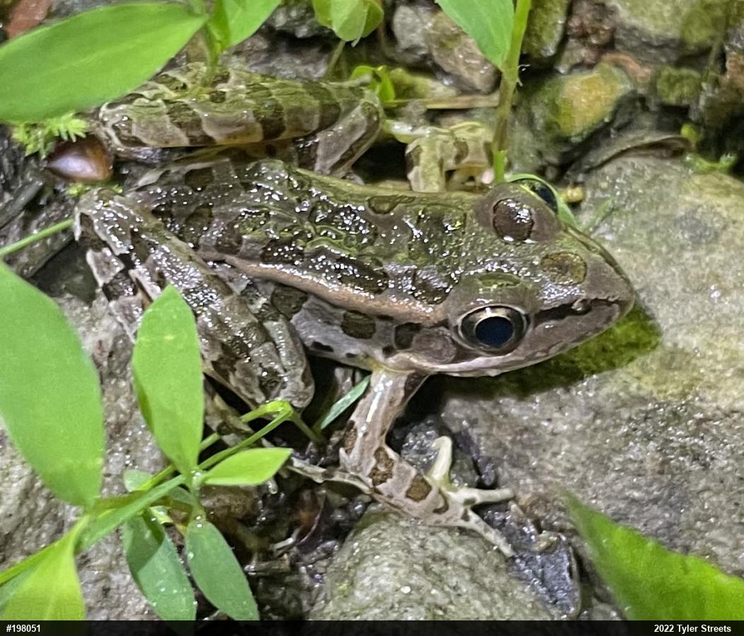 Pickerel Frog