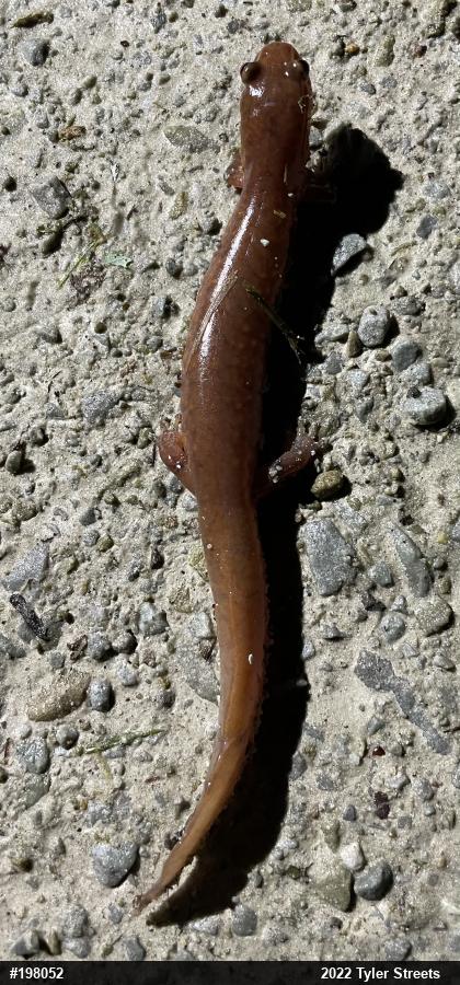 Northern Spring Salamander