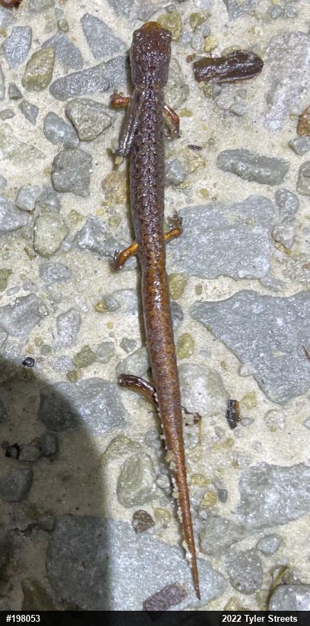 Four-toed Salamander