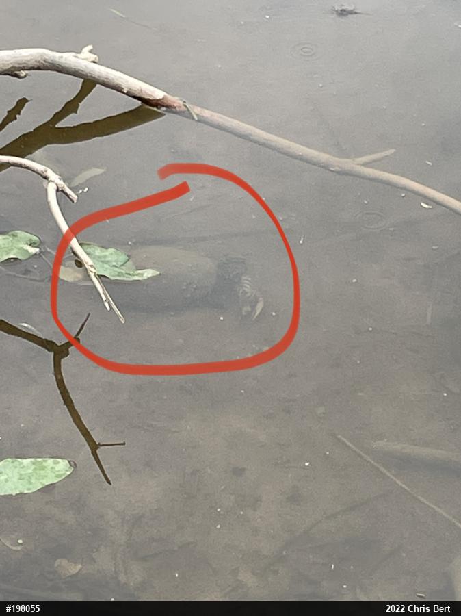 Eastern Musk Turtle