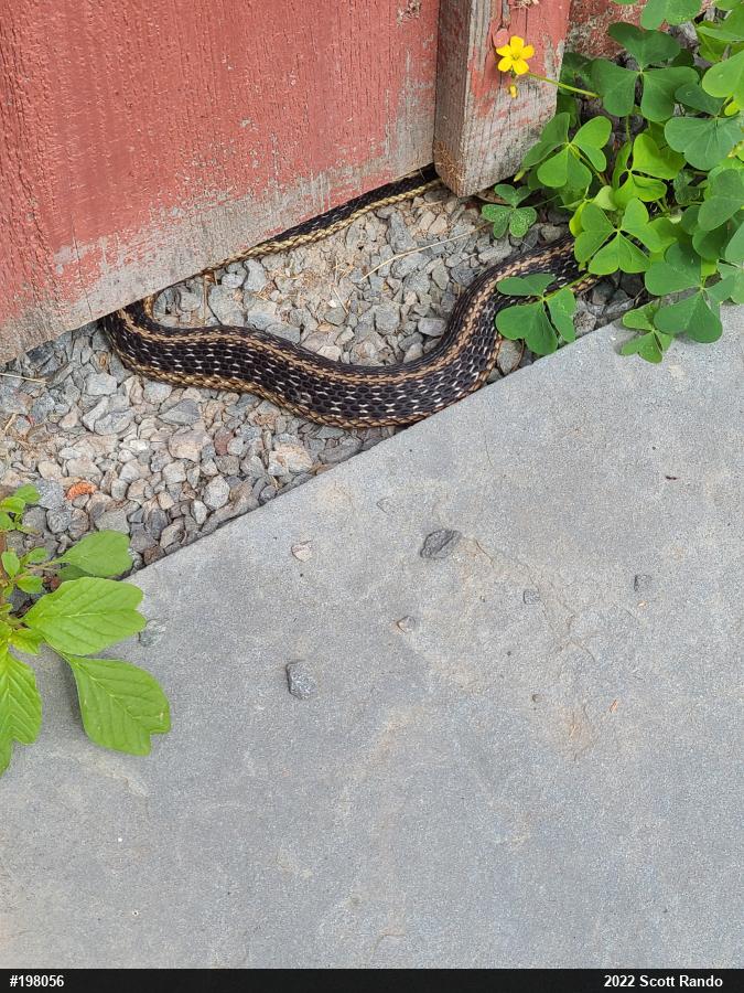 Eastern Gartersnake
