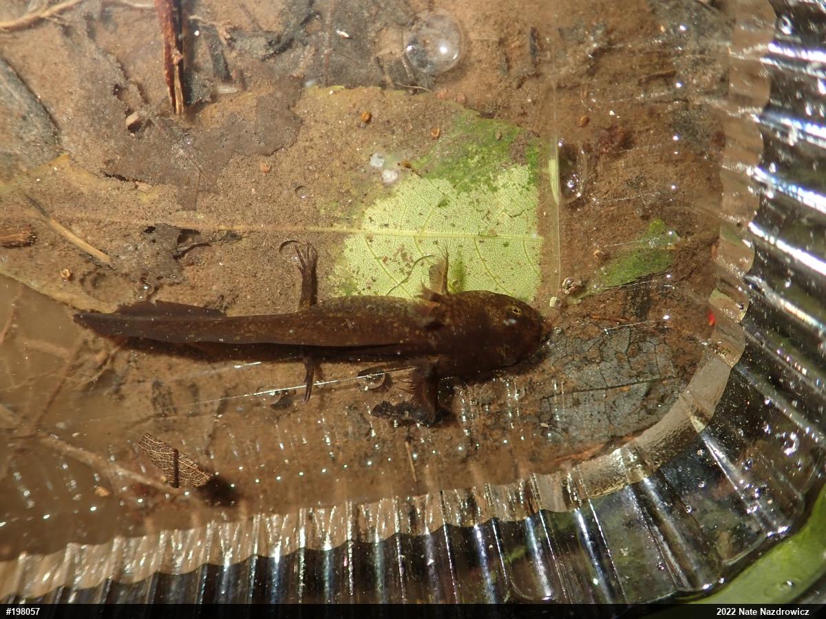 Spotted Salamander