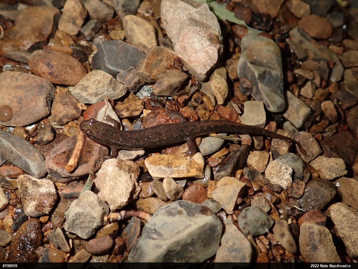 Northern Dusky Salamander