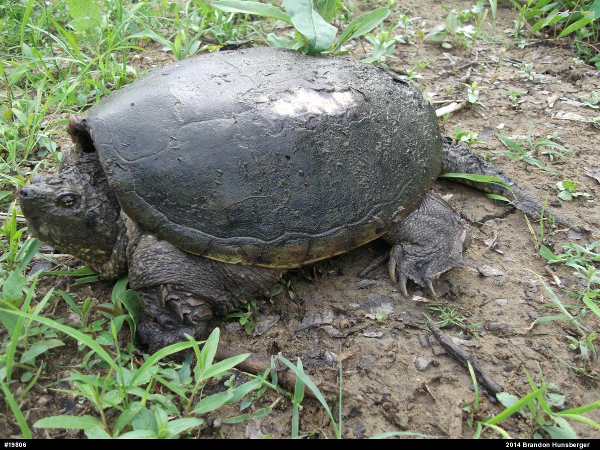 Snapping Turtle
