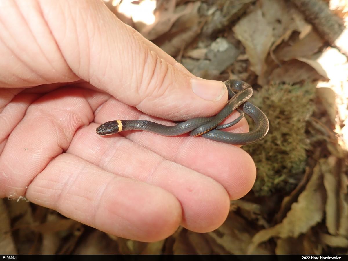 Northern Ring-necked Snake
