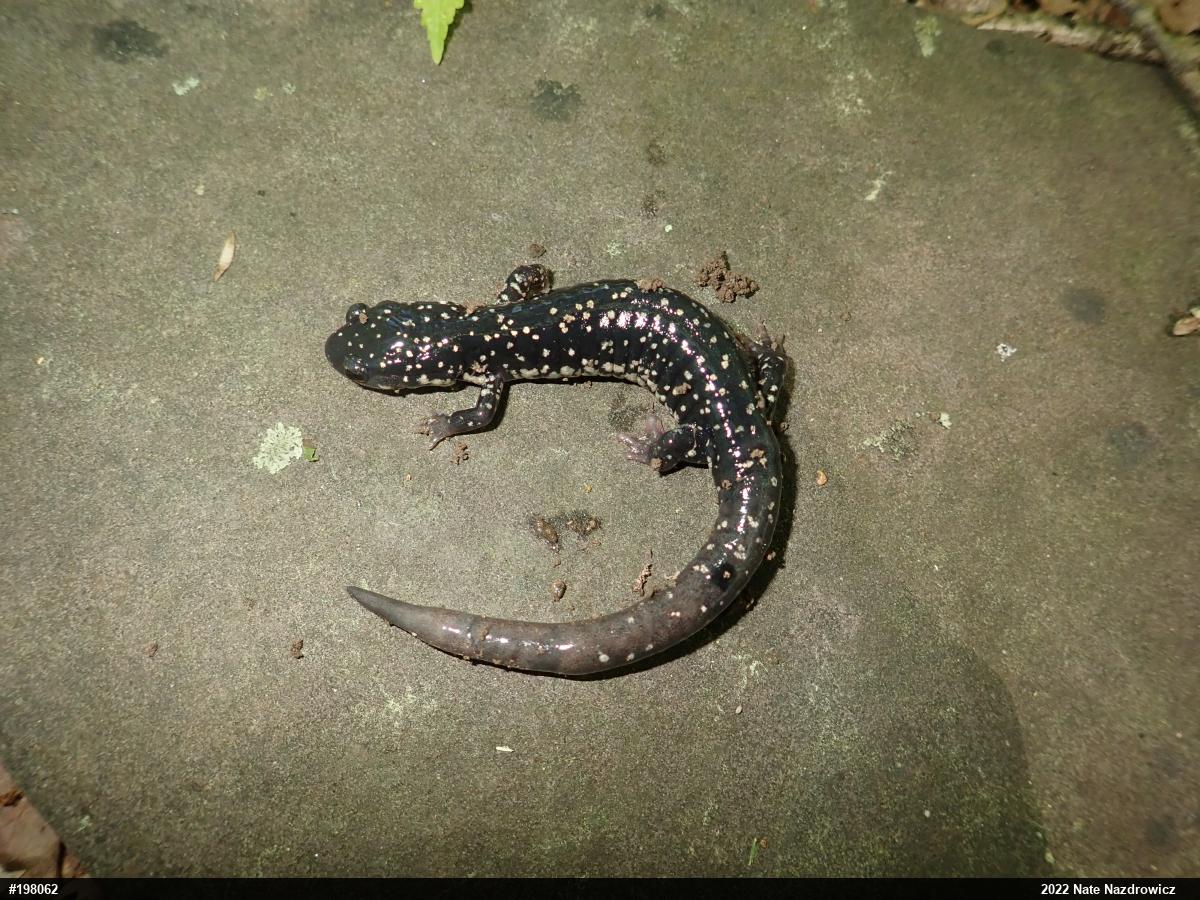 Northern Slimy Salamander