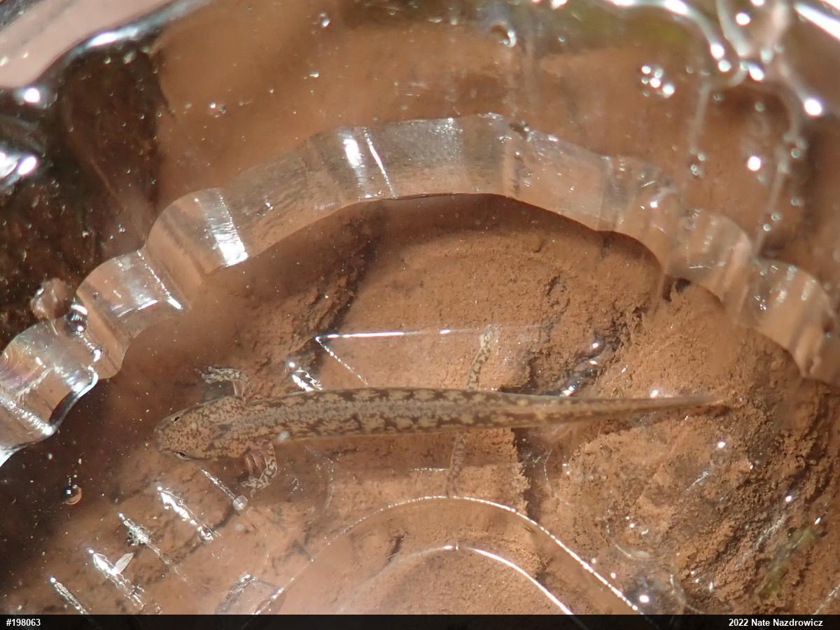 Northern Two-lined Salamander