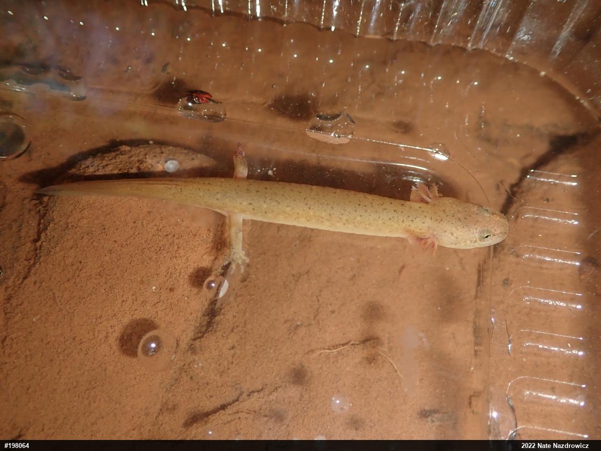 Northern Red Salamander