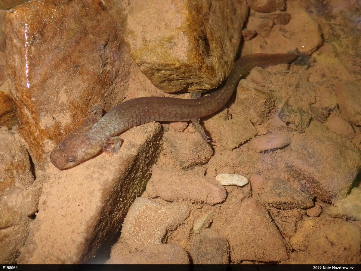 Northern Spring Salamander