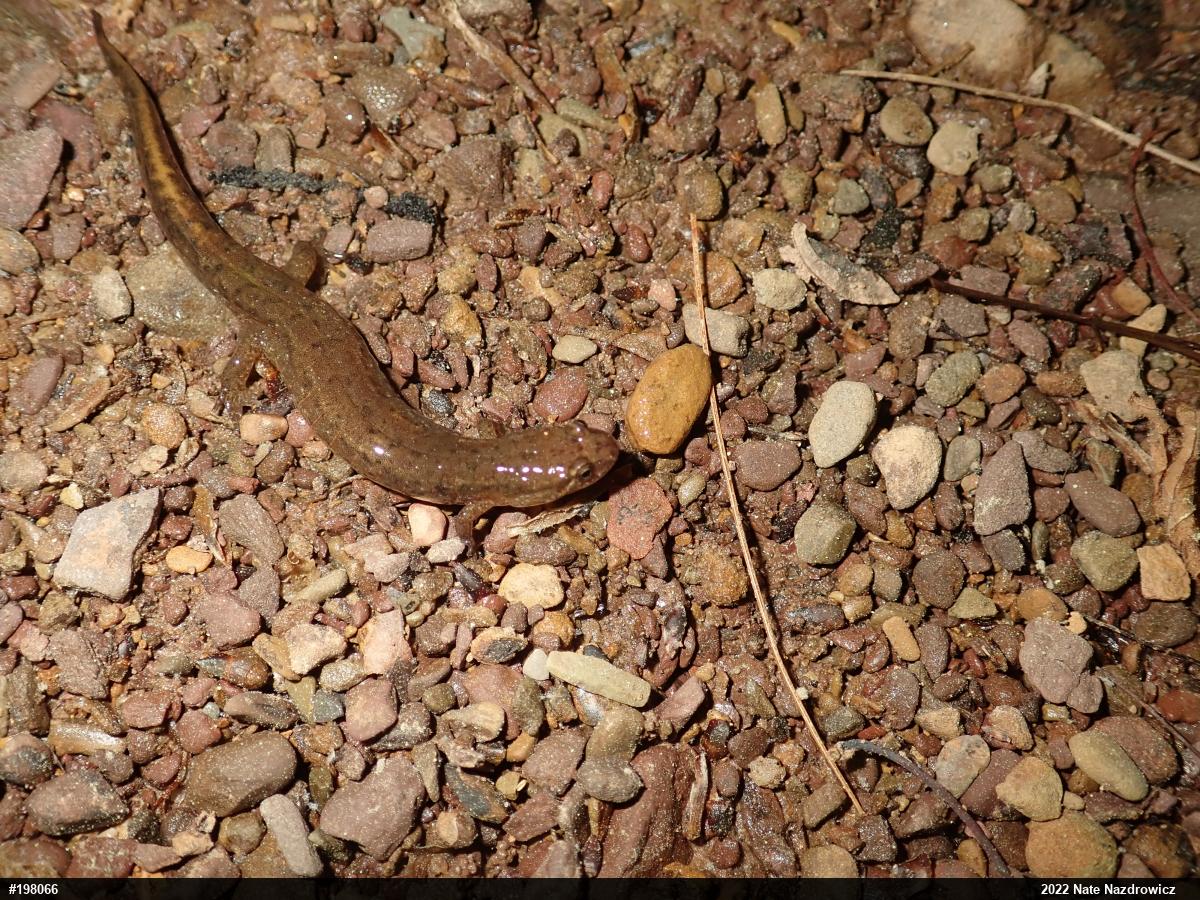 Northern Dusky Salamander