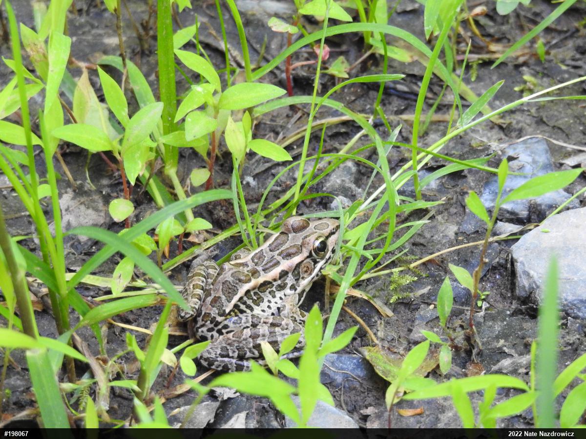 Pickerel Frog