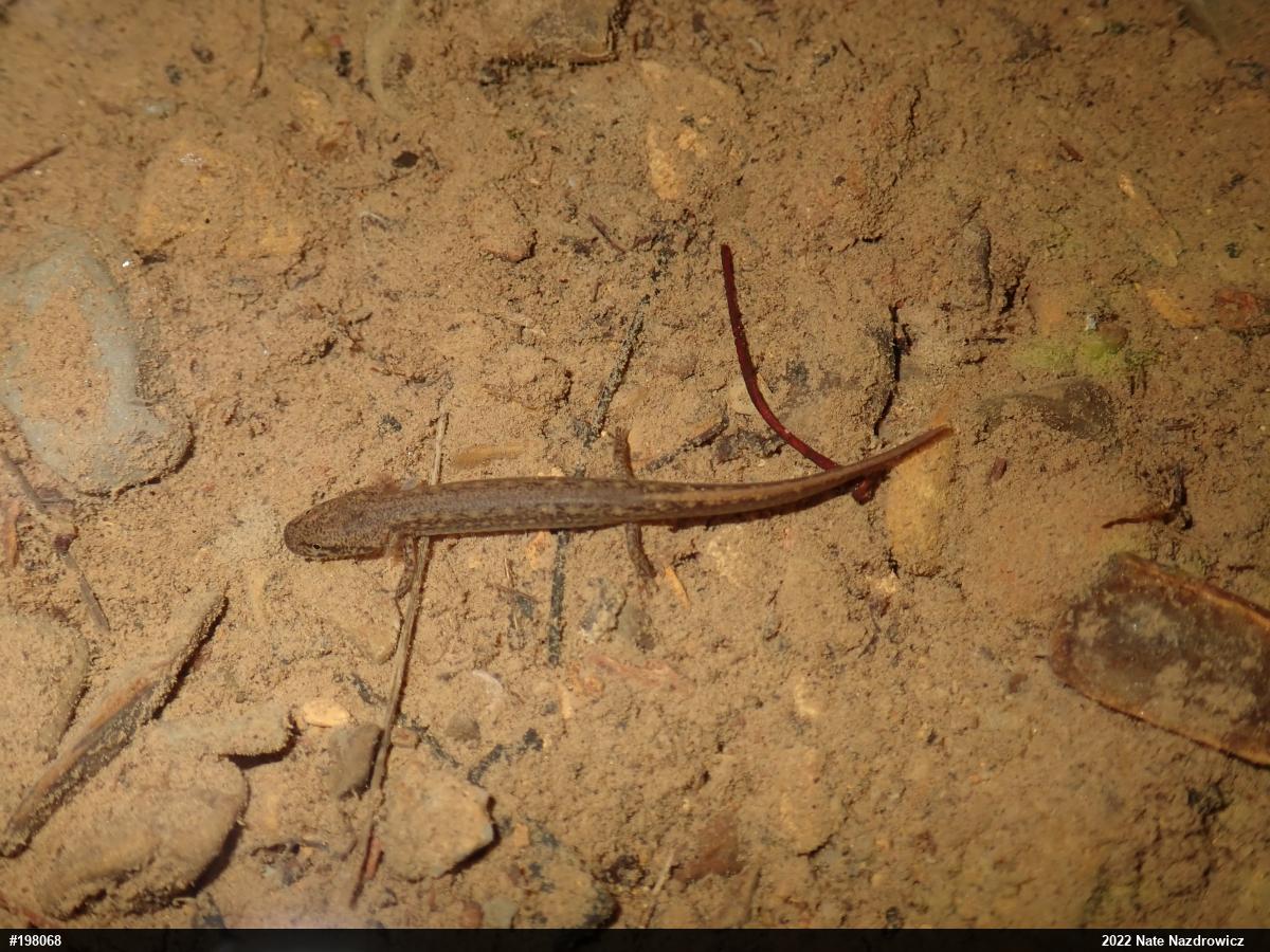 Northern Two-lined Salamander