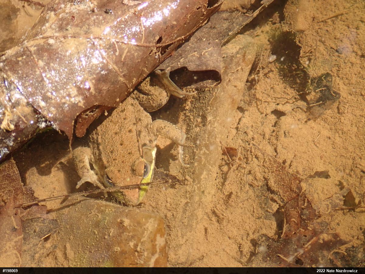 Green Frog