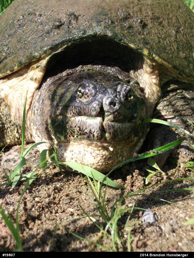 Snapping Turtle