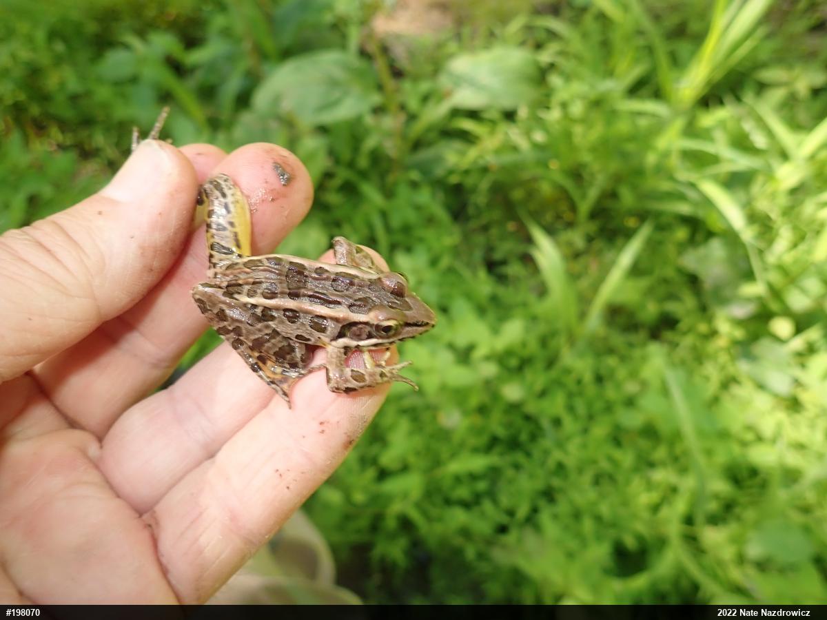 Pickerel Frog