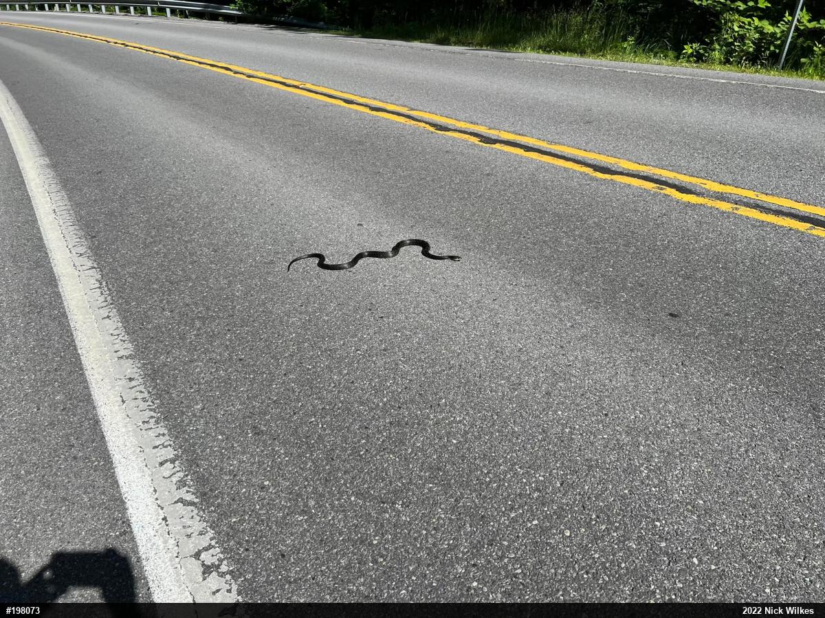 Eastern Ratsnake