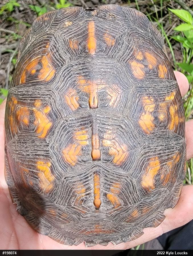 Eastern Box Turtle