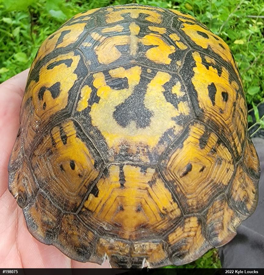 Eastern Box Turtle