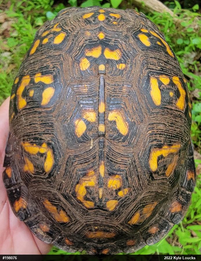 Eastern Box Turtle