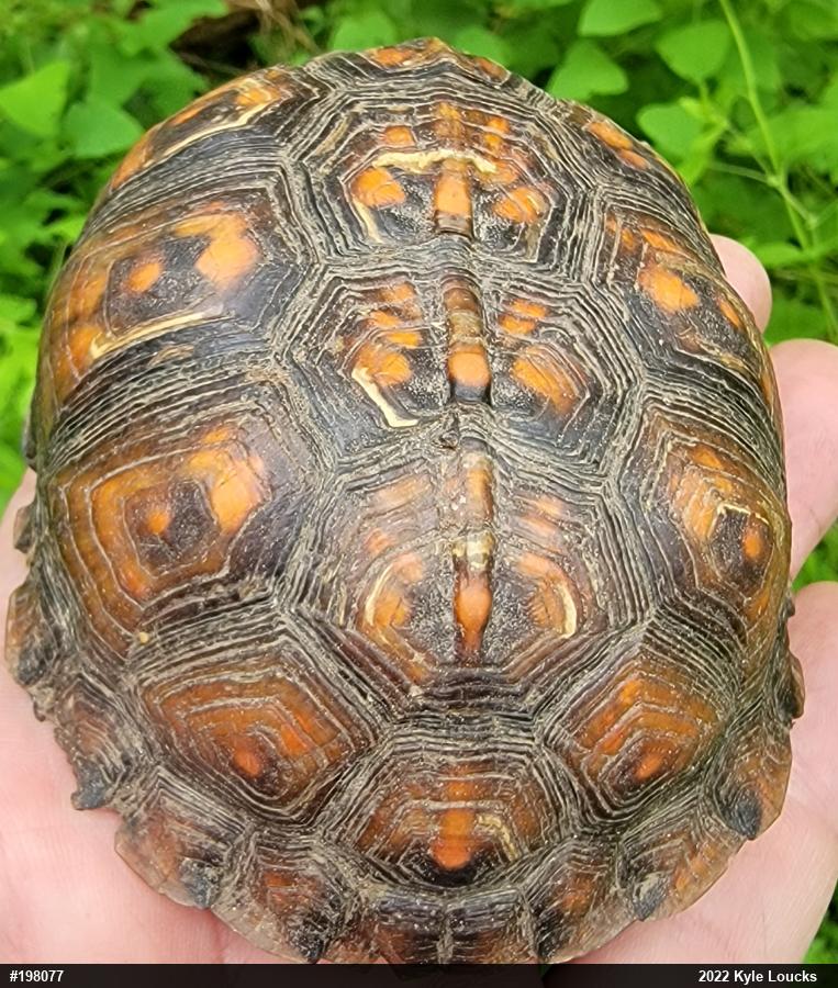 Eastern Box Turtle