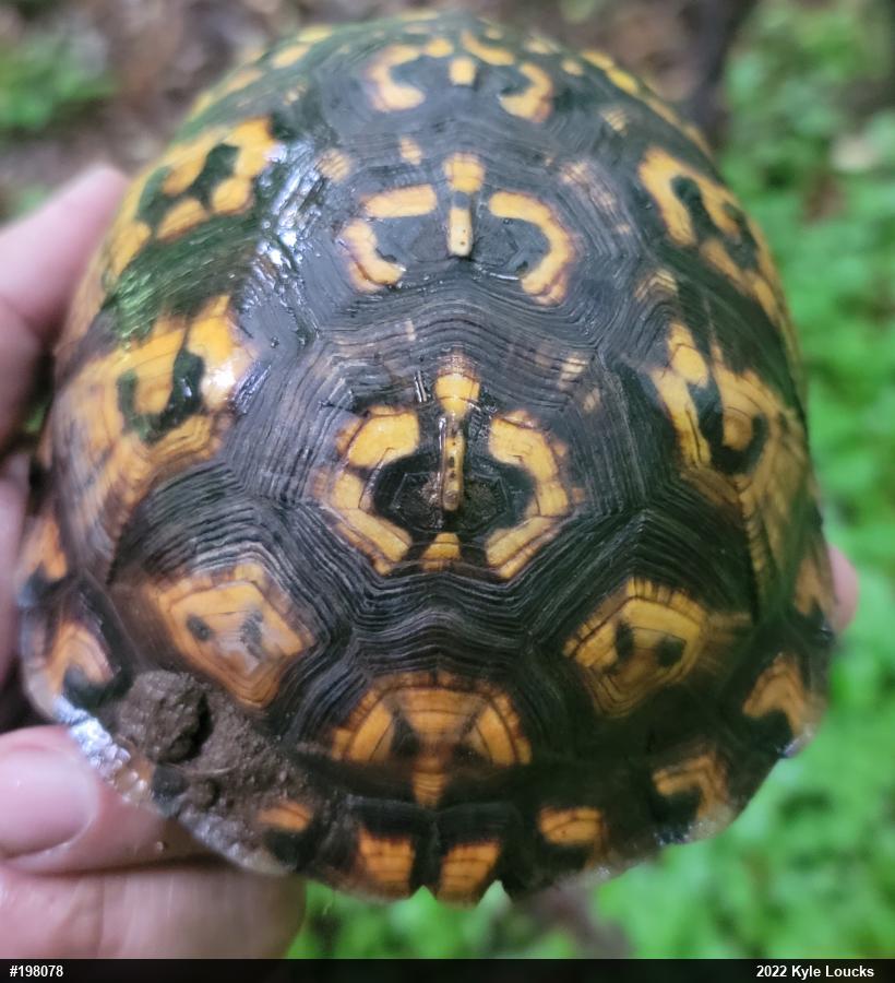 Eastern Box Turtle