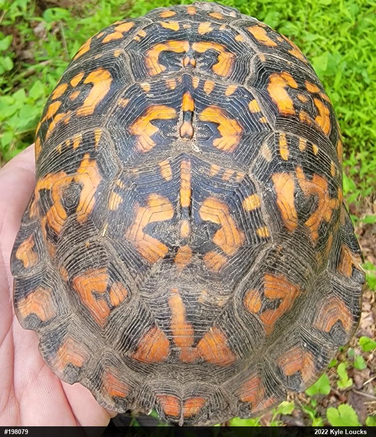 Eastern Box Turtle