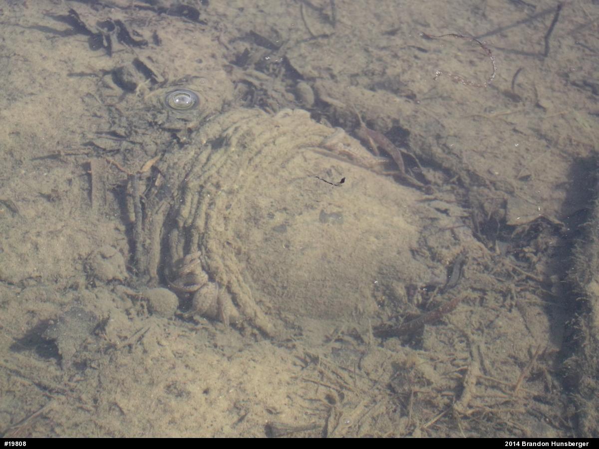Snapping Turtle