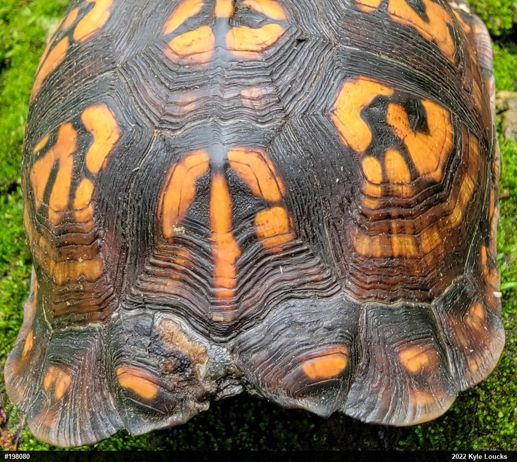 Eastern Box Turtle