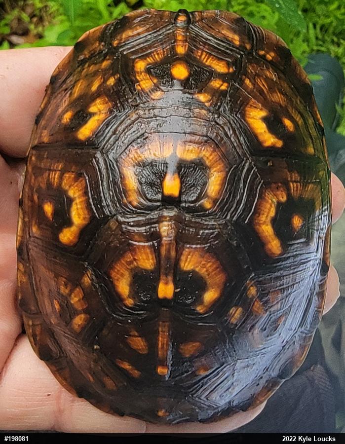 Eastern Box Turtle