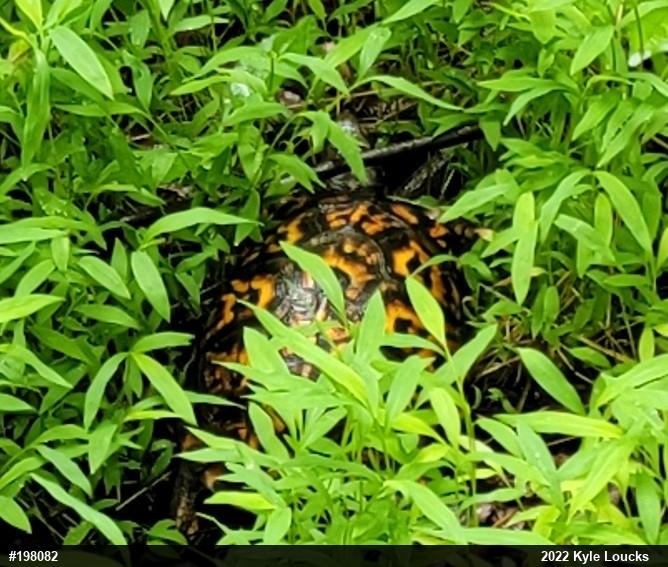 Eastern Box Turtle
