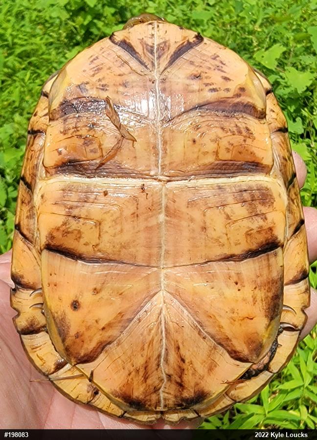 Eastern Box Turtle
