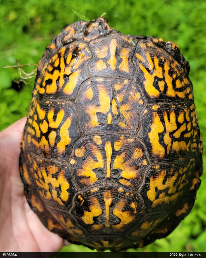 Eastern Box Turtle