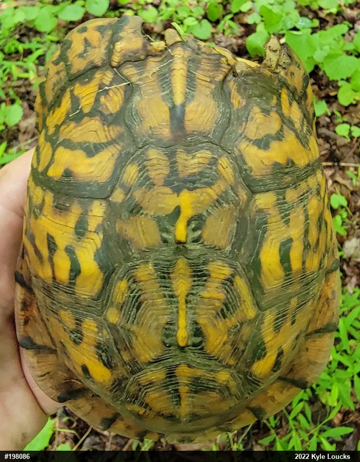 Eastern Box Turtle