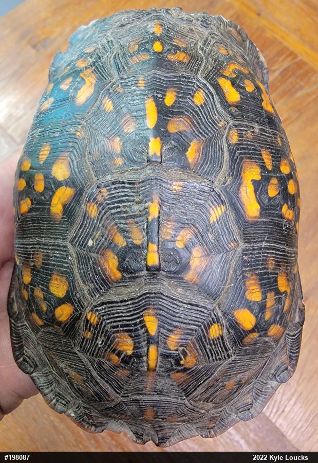 Eastern Box Turtle