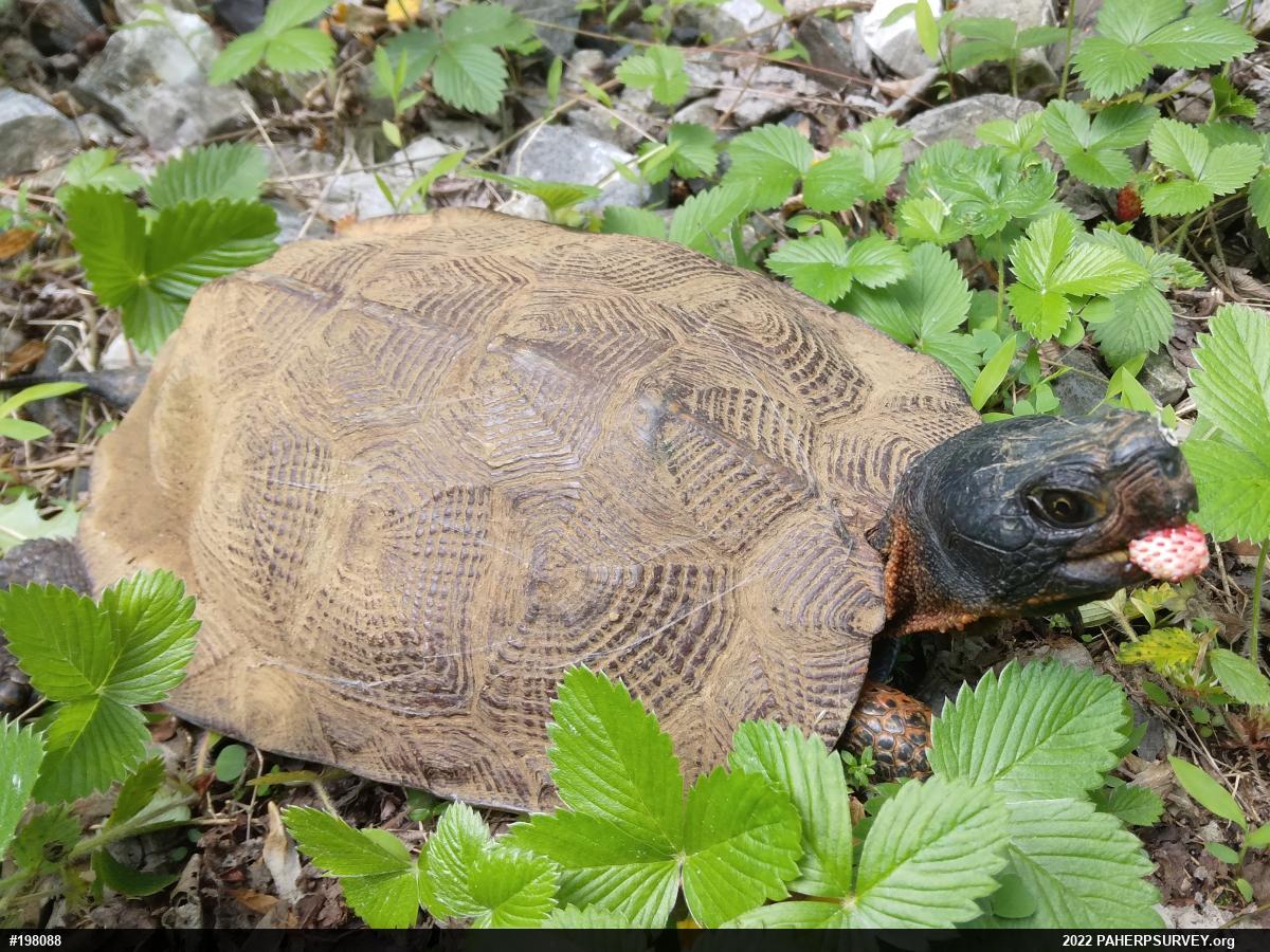 Wood Turtle