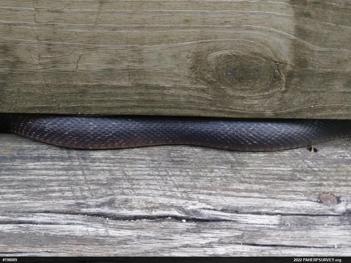 Eastern Ratsnake