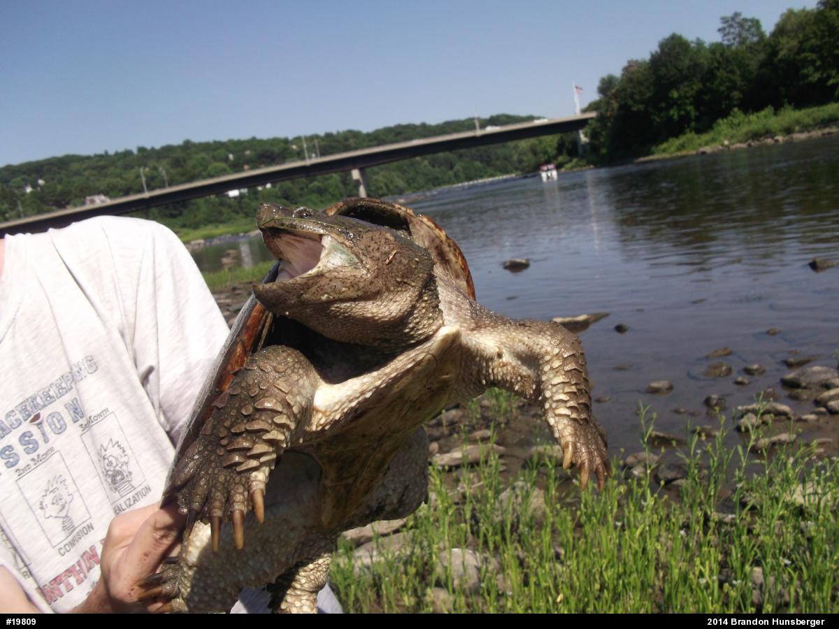 Snapping Turtle