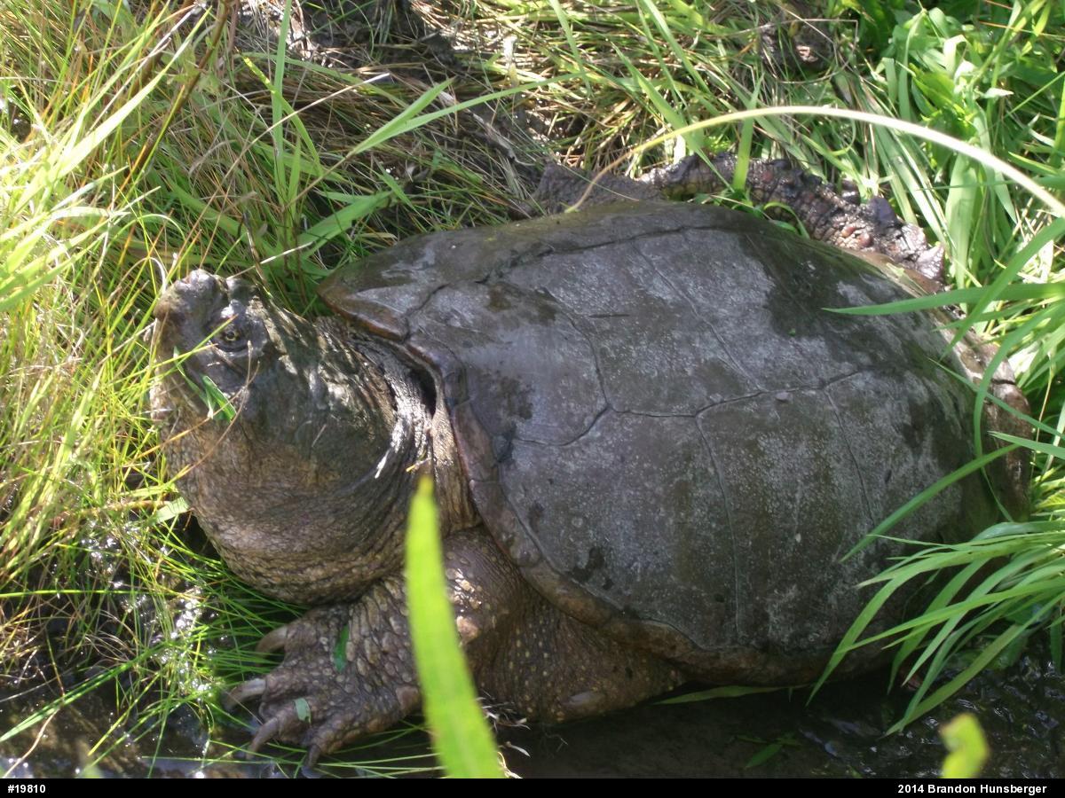Snapping Turtle