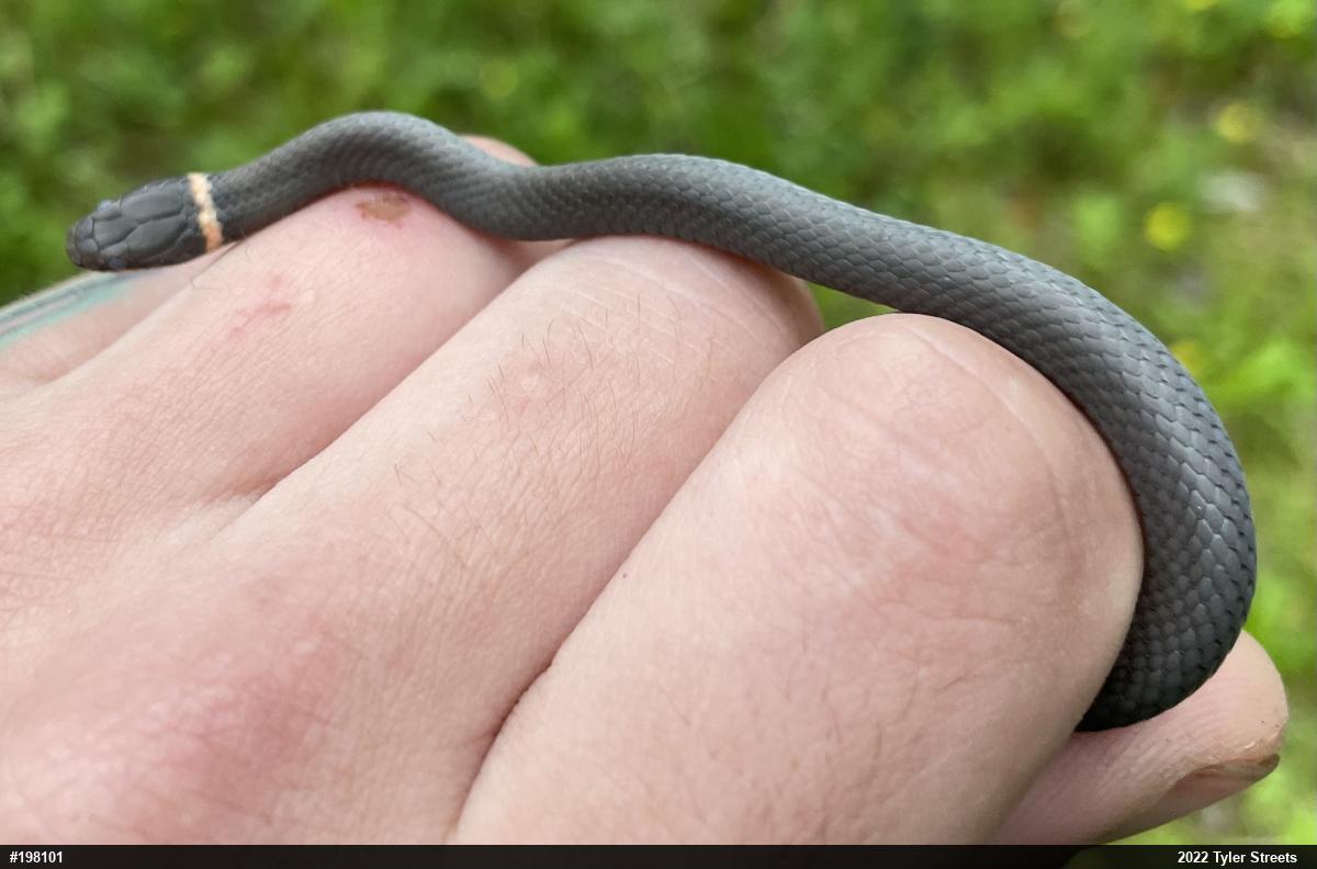 Northern Ring-necked Snake