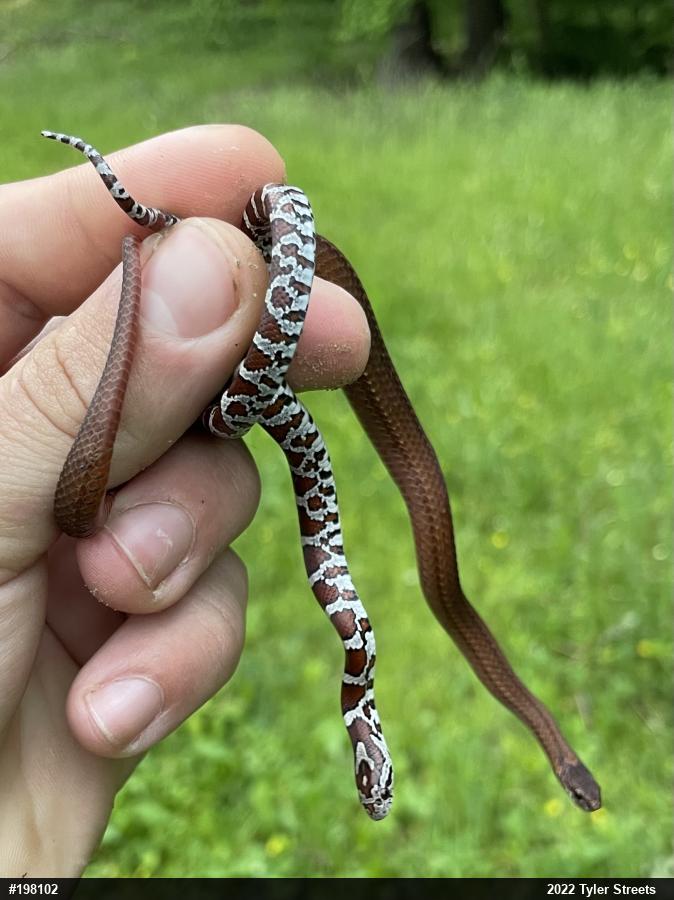 Red-bellied Snake