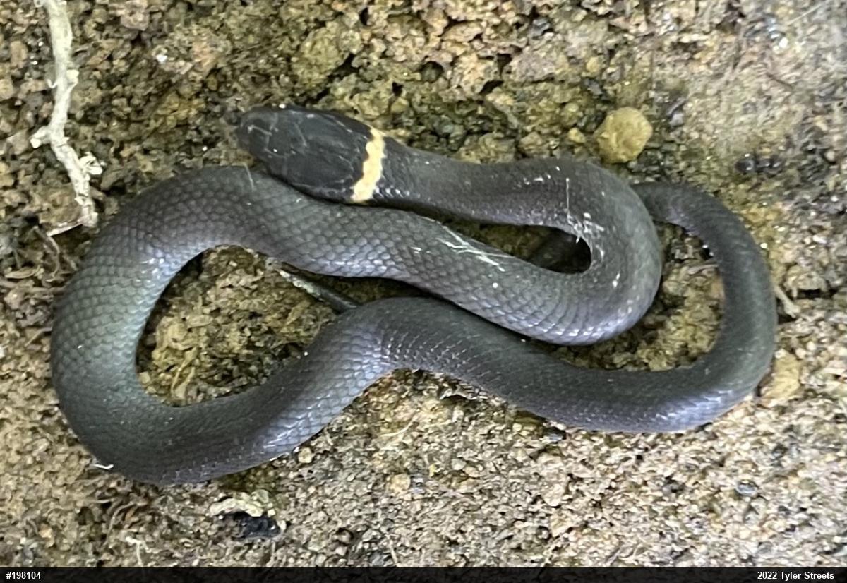 Northern Ring-necked Snake
