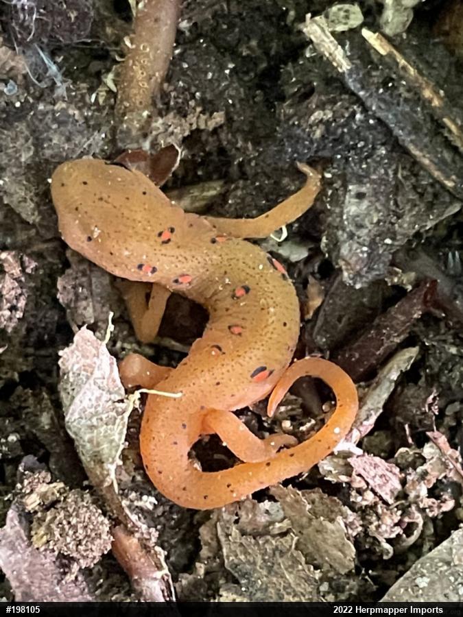 Red-spotted Newt