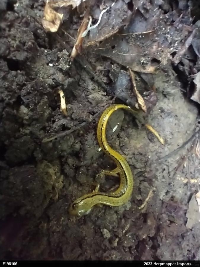 Northern Two-lined Salamander