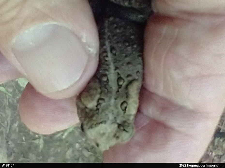 Eastern American Toad