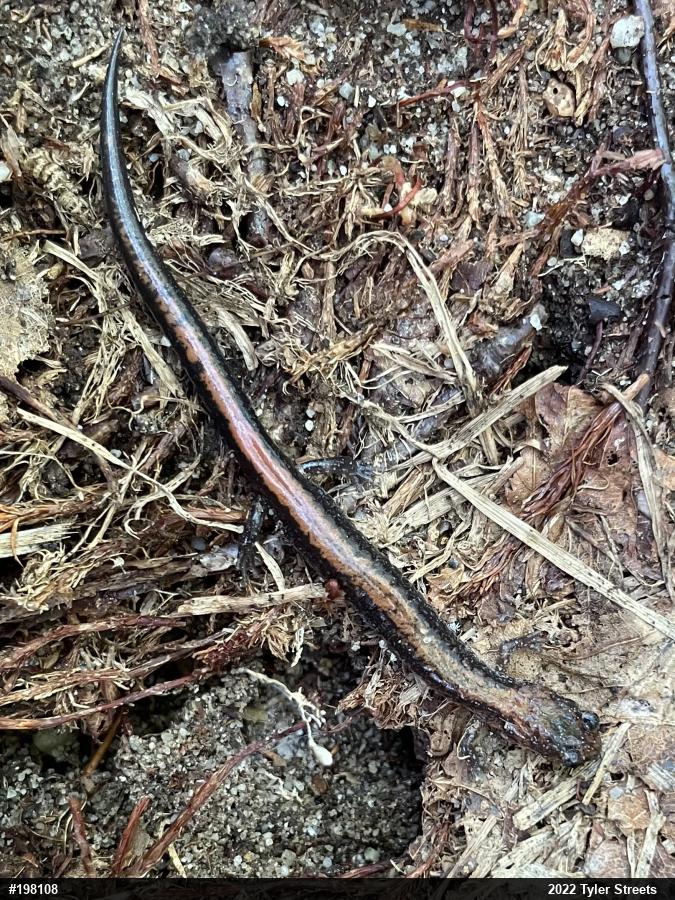 Eastern Red-backed  Salamander