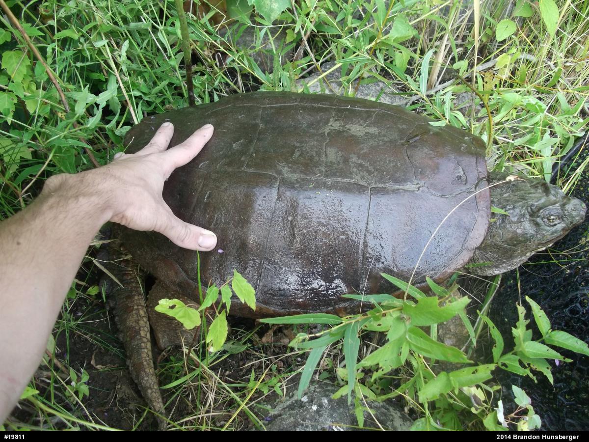 Snapping Turtle