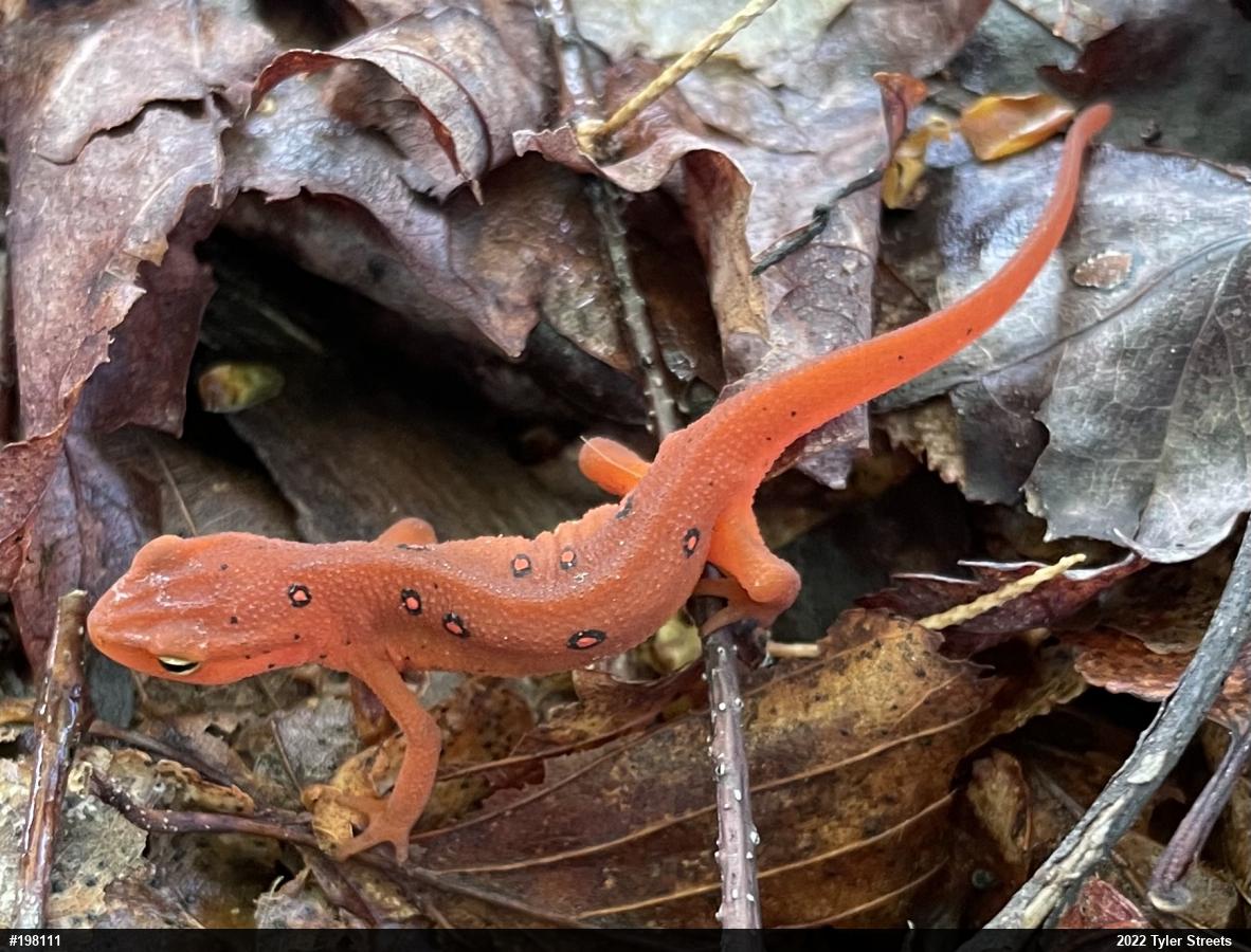 Red-spotted Newt