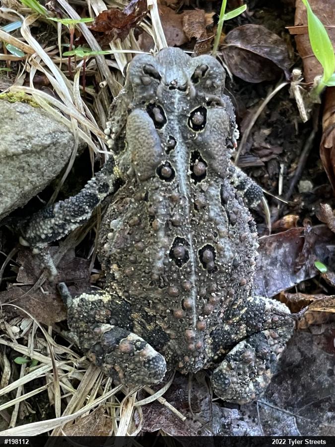 Eastern American Toad