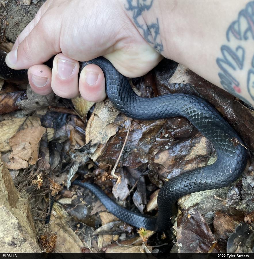 Eastern Ratsnake
